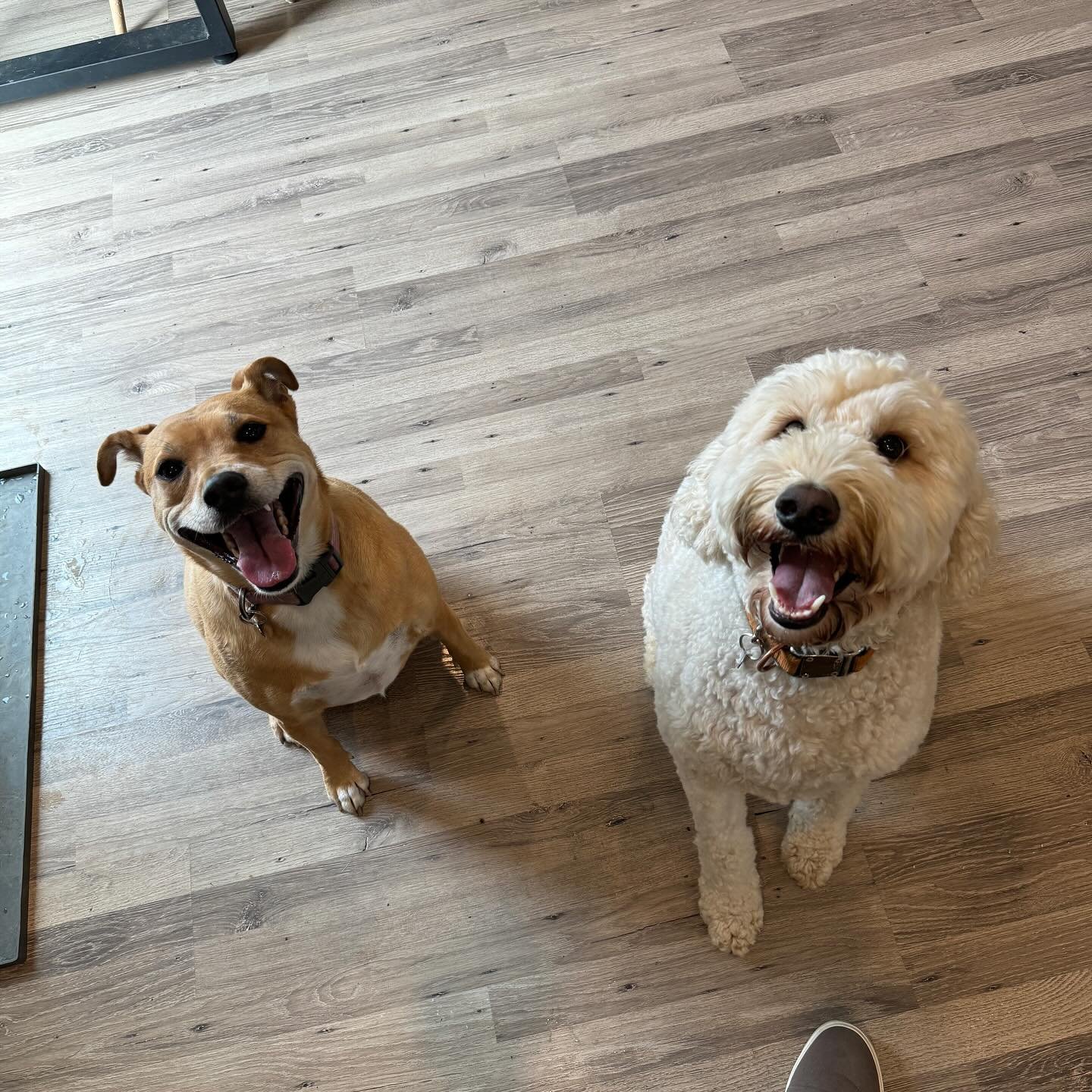 Dog training photo