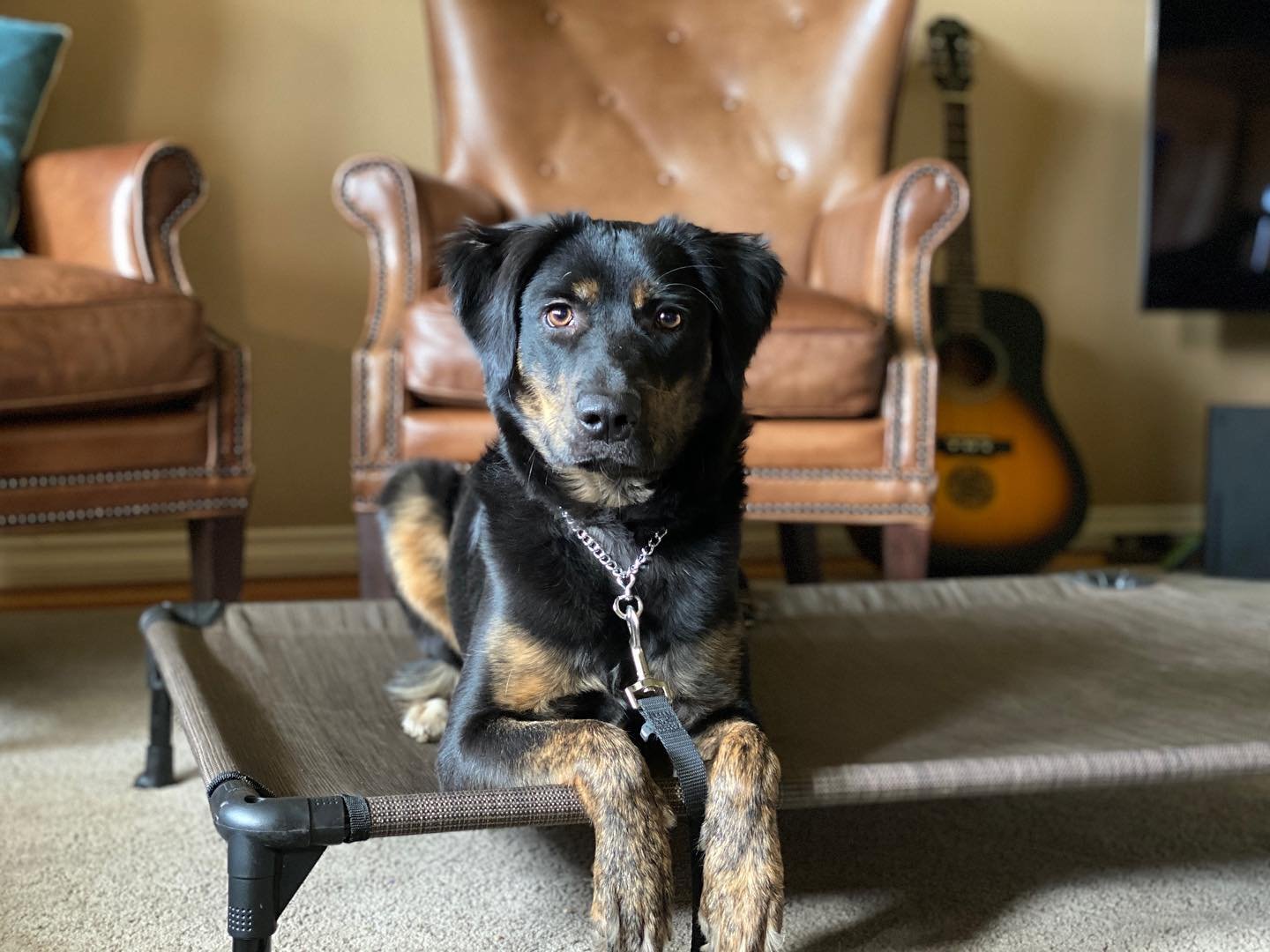 Dog training photo