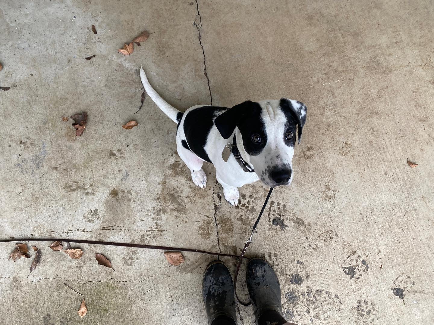 Dog training photo