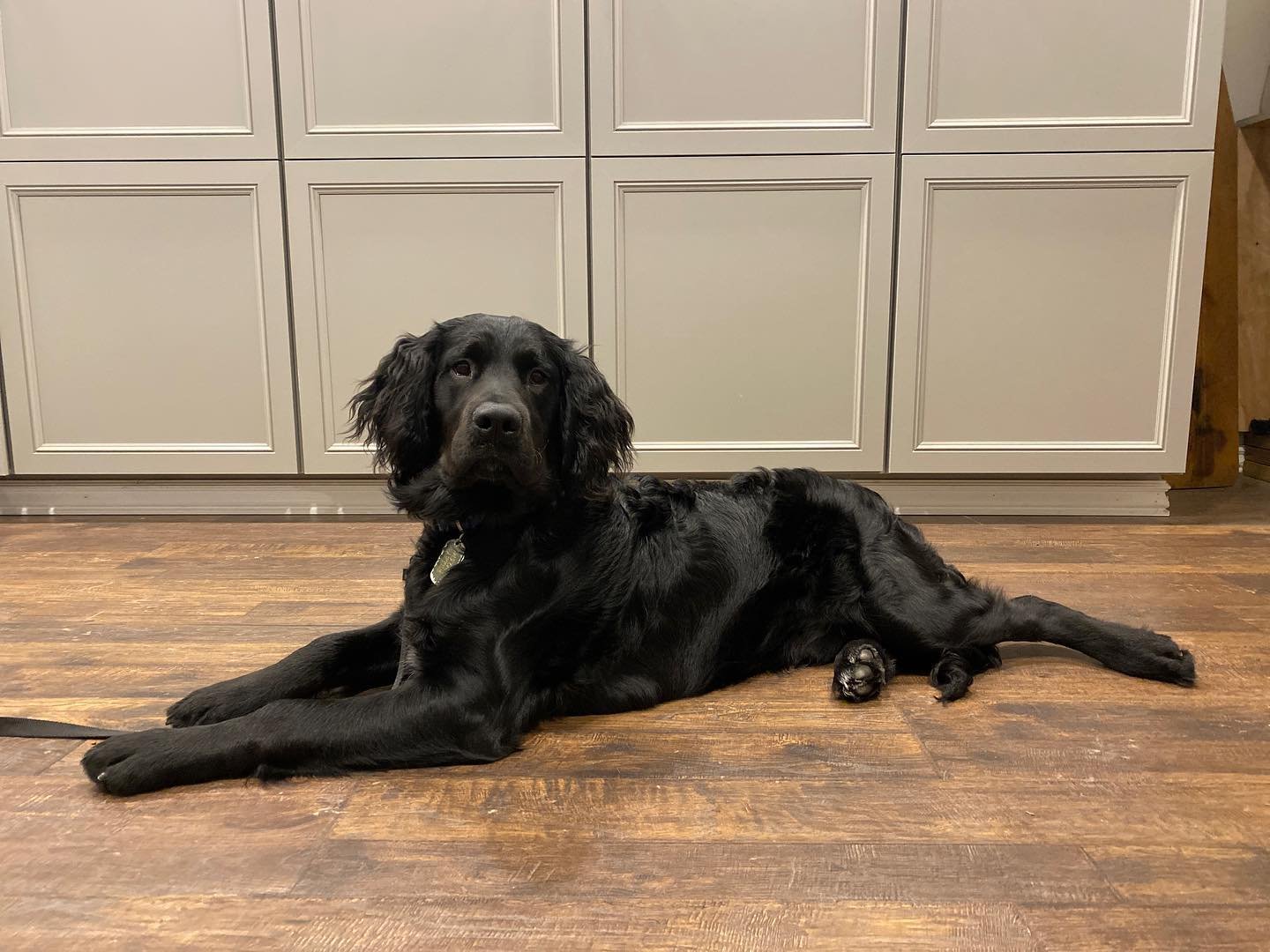 Dog training photo
