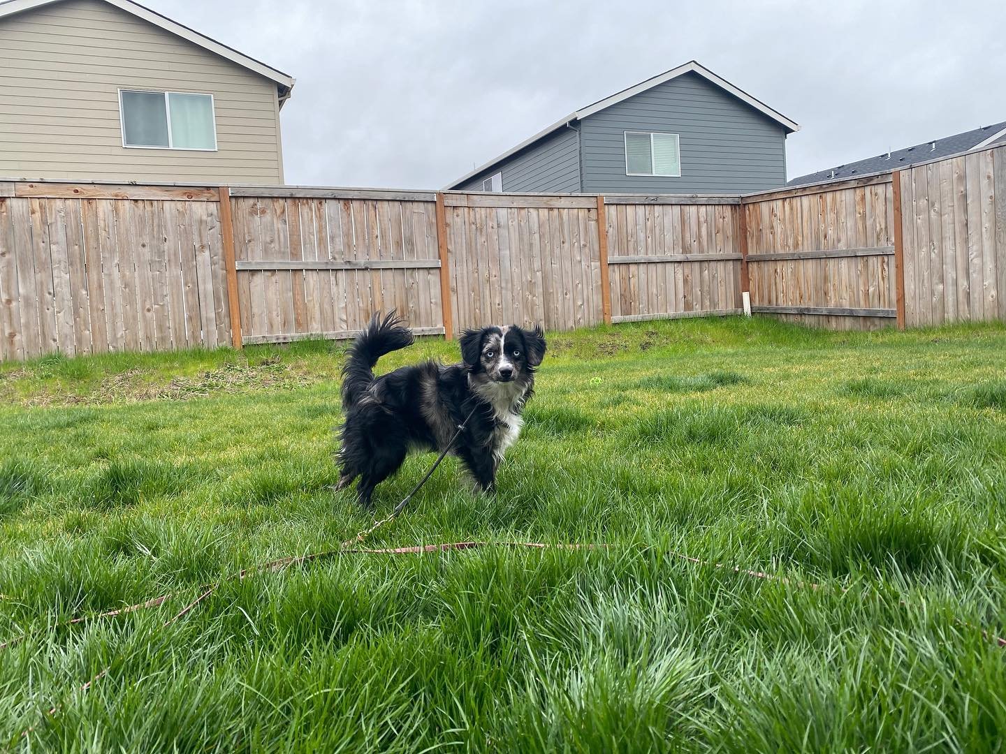 Dog training photo