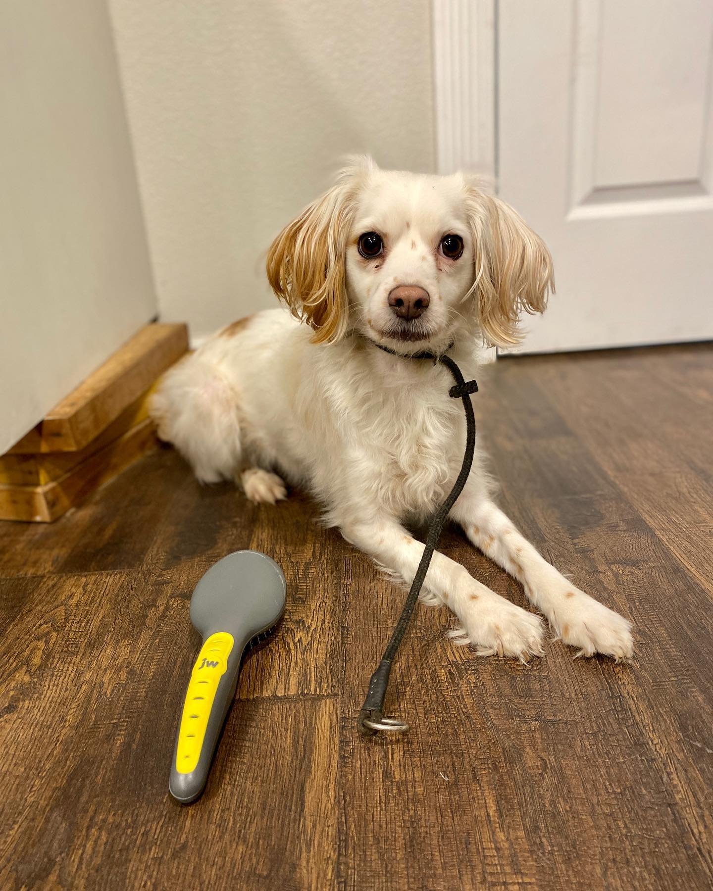 Dog training photo