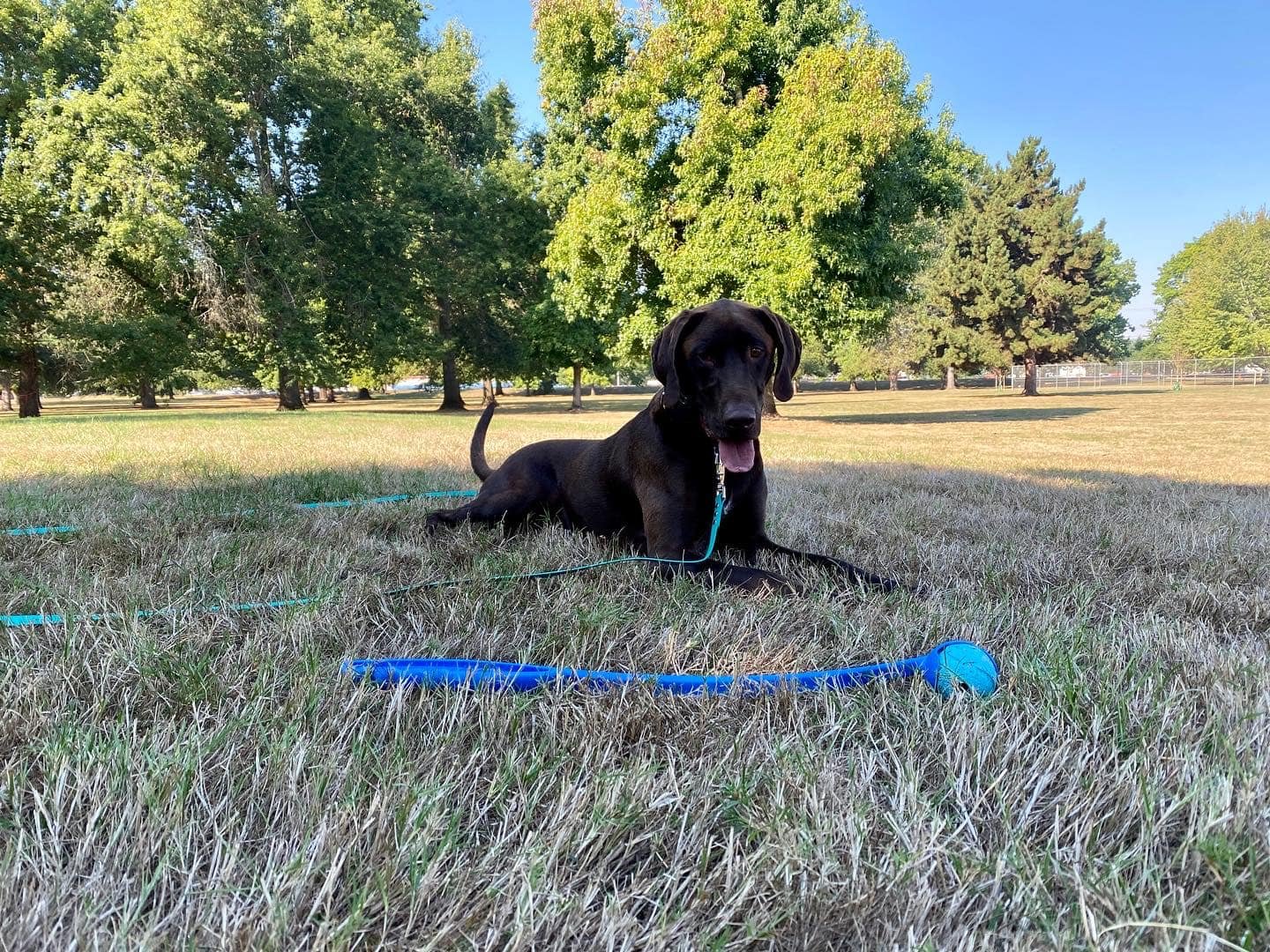 Dog training photo