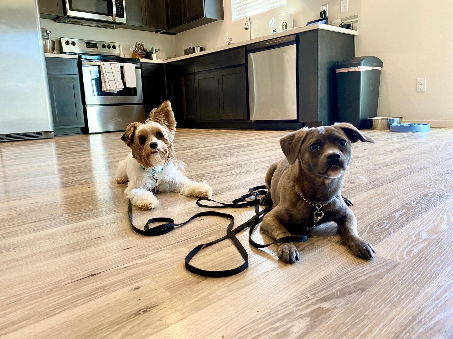 Dog training photo