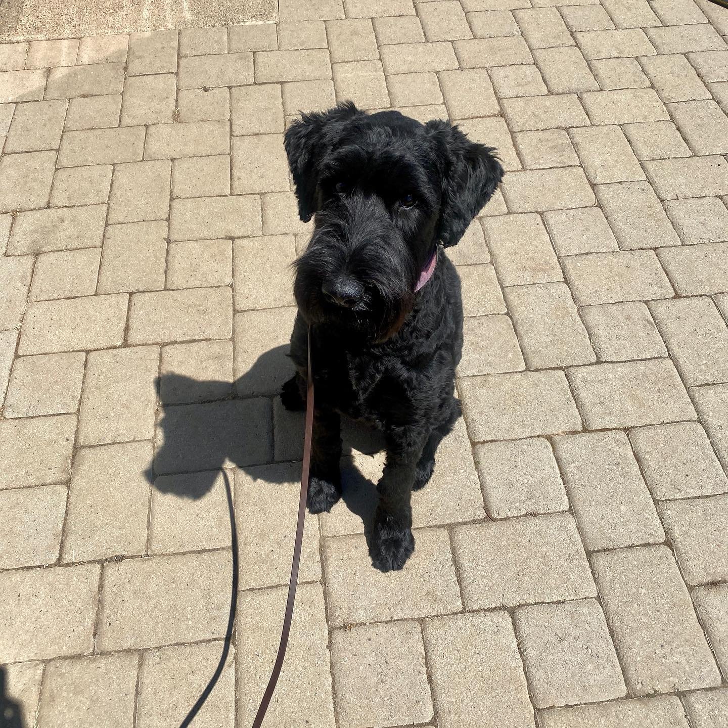 Dog training photo