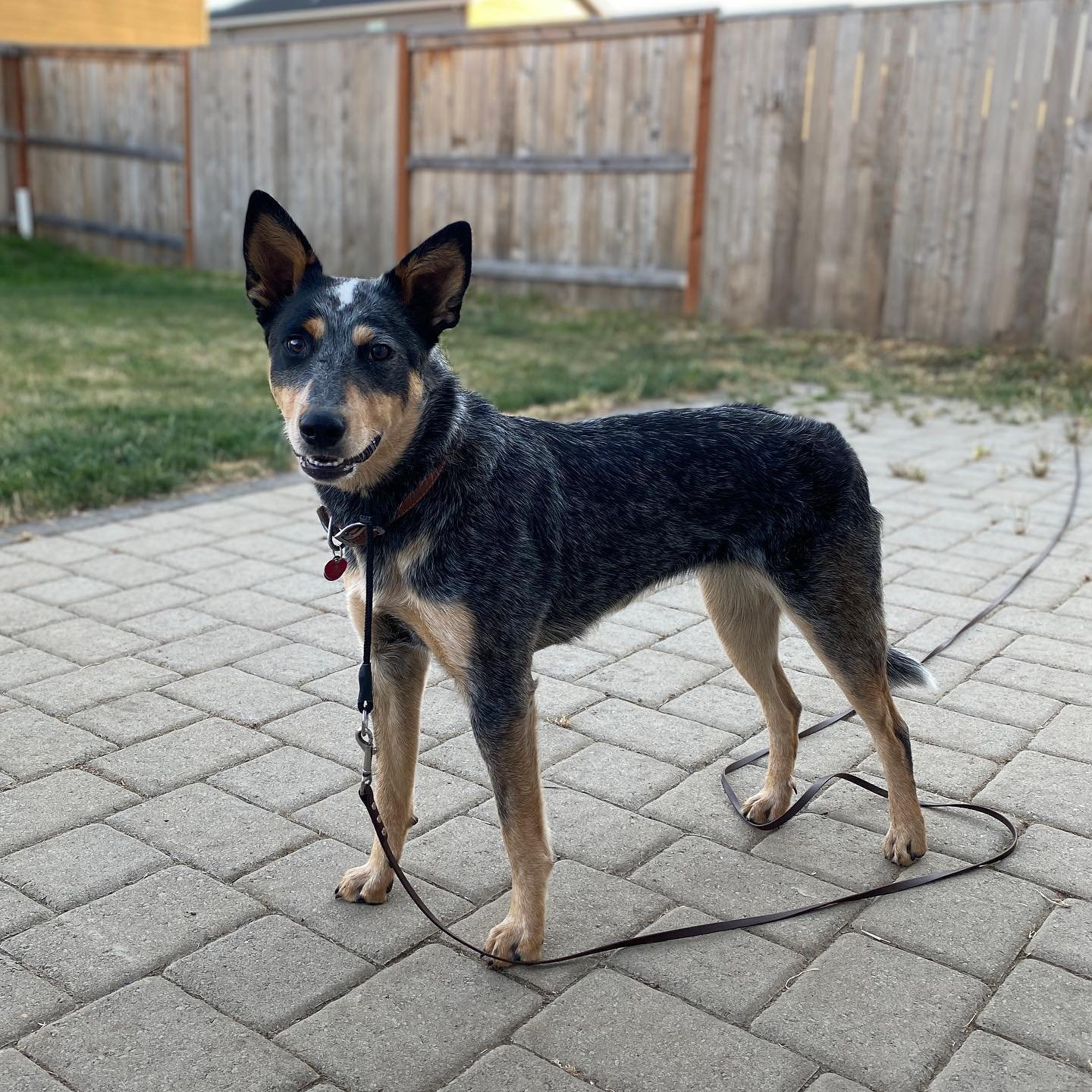 Dog training photo