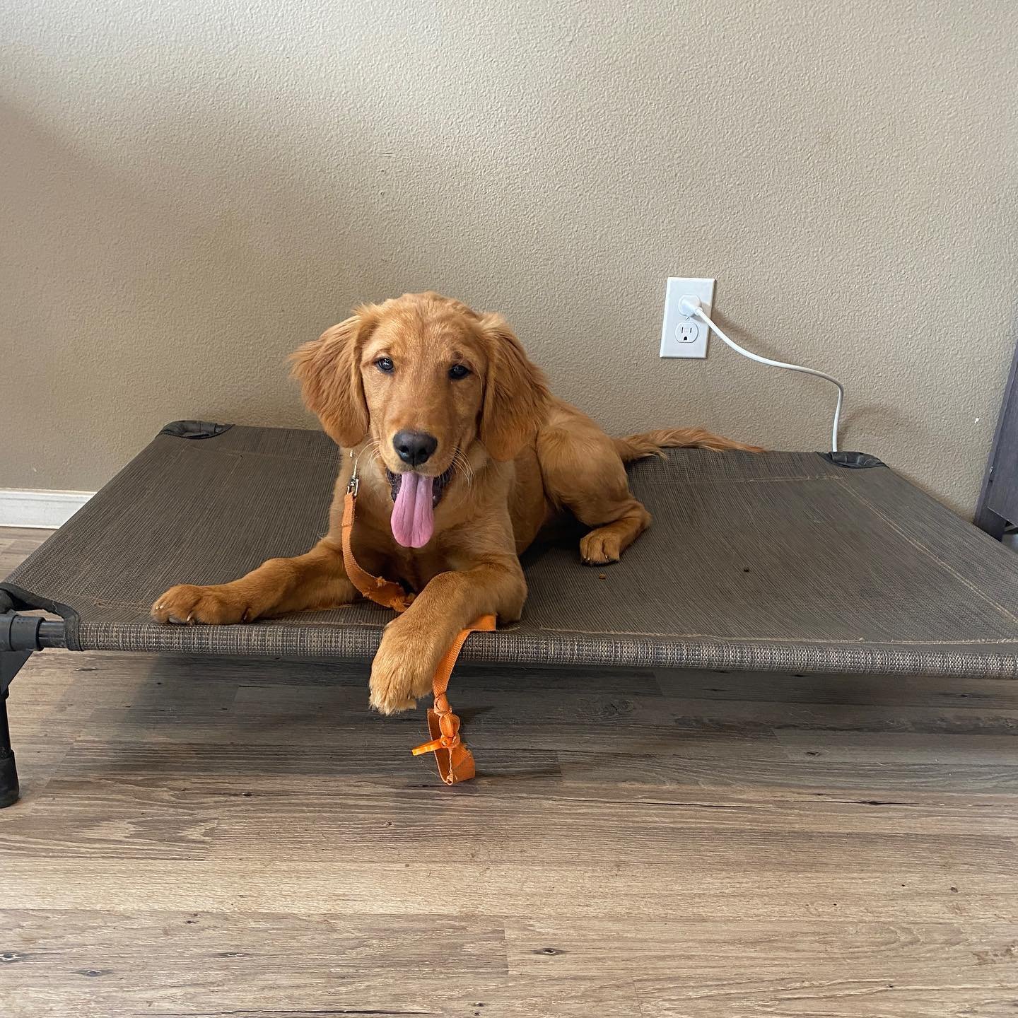 Dog training photo
