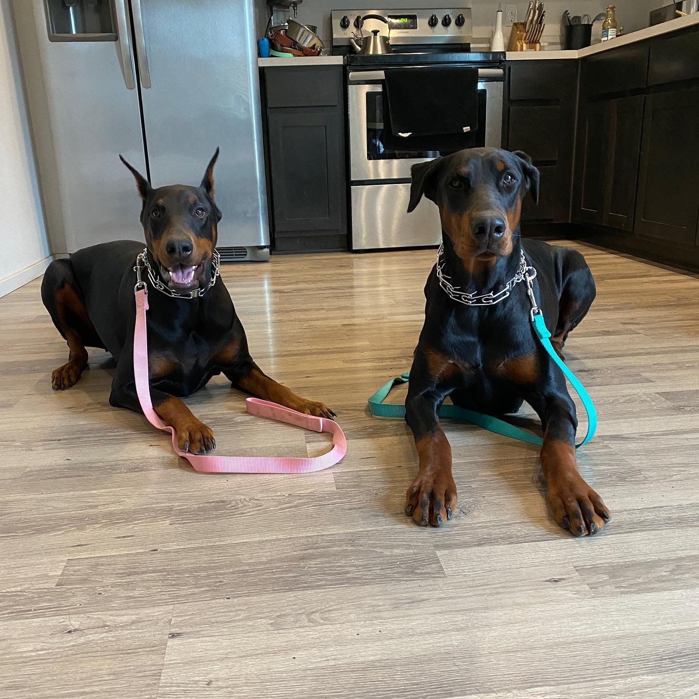 Dog training photo