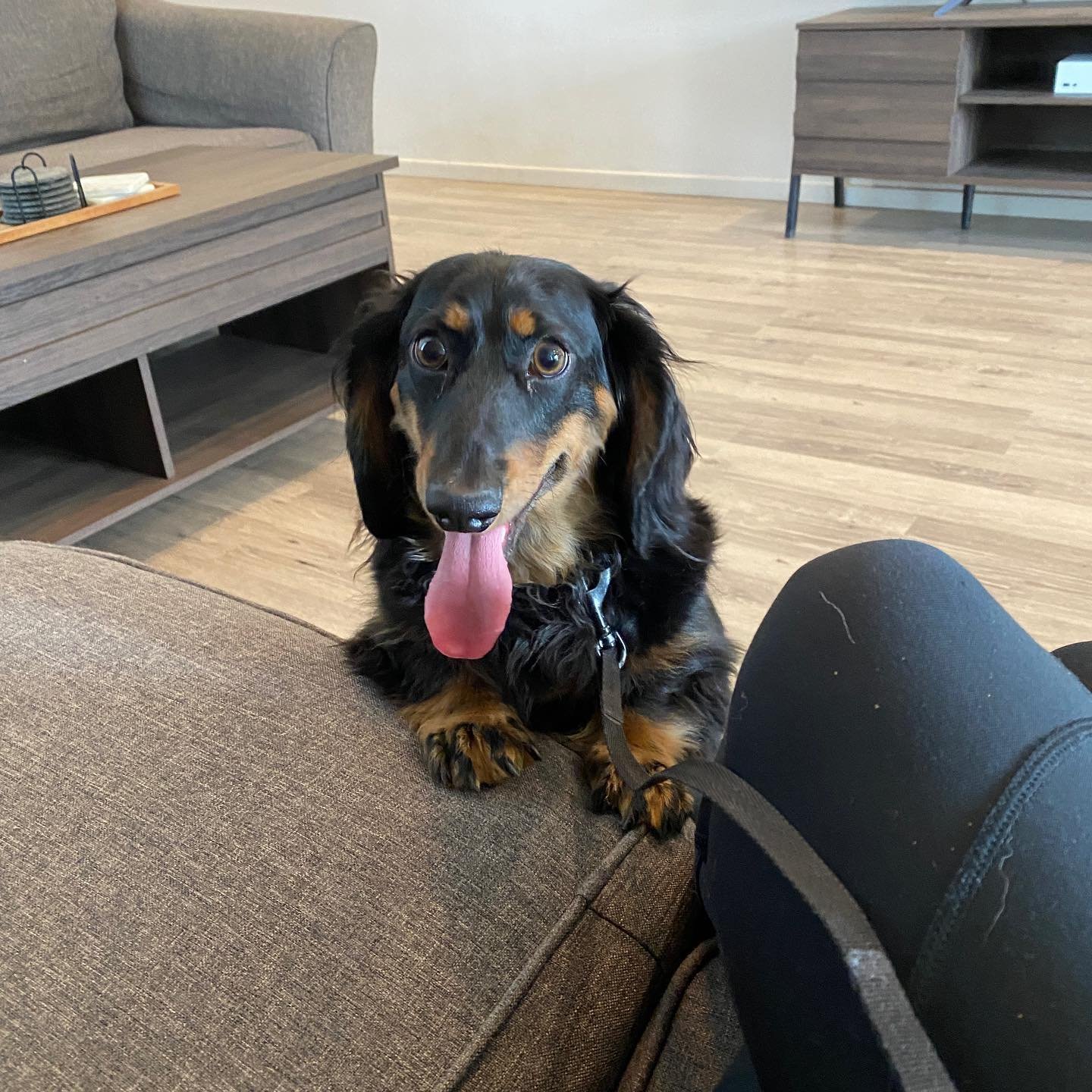 Dog training photo